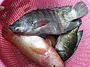 'Tilapia, fished in Silimalombu' by Asienreisender